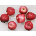 Fructe proaspete de fructe proaspete Red Star Apple